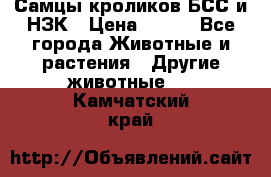 Самцы кроликов БСС и НЗК › Цена ­ 400 - Все города Животные и растения » Другие животные   . Камчатский край